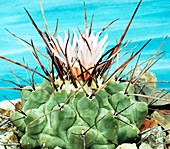 Thelocactus rinconensis