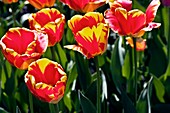 Tulips (Tulipa 'Banja Luka')