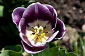 Tulipa gesneriana 'Arabian Mystery'