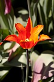 Tulip (Tulipa gesneriana 'Ballerina')
