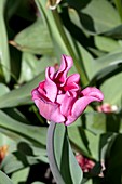 Tulip (Tulipa gesneriana 'Picture')