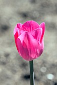 Tulipa gesneriana 'Syndaeda Blue'