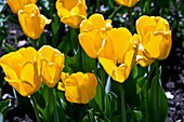 Tulips (Tulipa 'Golden Apeldoorn')