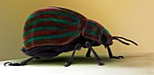Rosemary Beetle,SEM
