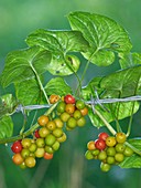 Black Bryony (Tamus communis) berries