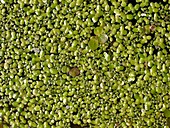 Three species of Duckweed (Lemnaceae)