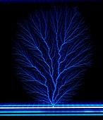 Electron tree
