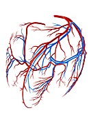 Coronary vessels of the heart