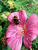 Bee on Lavatera flower