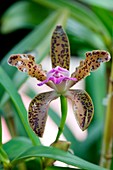 Orchid (Cattleya leopoldii)