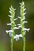 Spiranthes cernua var. odorata