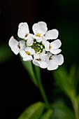 Iberis sempervirens 'Snowflake'