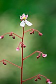 Saxifrage (Saxifraga fortunei)