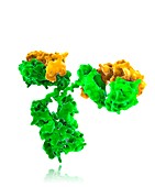 Immunoglobulin monomer,molecular model