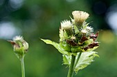 Cabbage Thistle (Cirsium oleraceum)