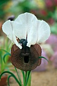 Iris iberica var. elegantissima