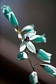 Turquoise Ixia (Ixia viridiflora)