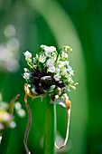 Tree Onion (Allium cepa var. proliferum)