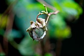Upland Cotton (Gossypium hirsutum)