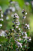 Thyme (Thymus vulgaris)