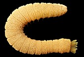 Bristle worm