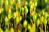 Marsh Hair Moss (Polytrichum commune)