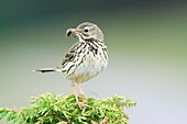 An Adult Meadow Pipit