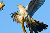 An Adult Male Cuckoo