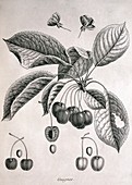 Cherries,historical artwork
