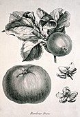 Apples,historical artwork