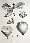Quince,historical artwork
