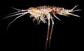 Amphipod crustacean