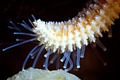 Common starfish feet