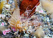 Polychaete marine worm