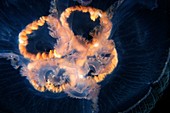 Moon jellyfish sex glands