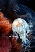 Amphipod inside a lion's mane jellyfish