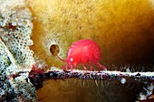 Amphipod crustacean eating bryozoa