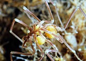 Sea spider with eggs