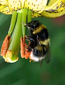 Bumblebee collecting pollen