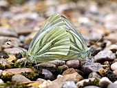 Green-veined white butterflies mating