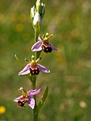 Bee Orchid (Ophrys apifera)