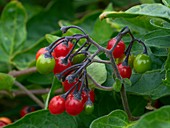 Woody Nightshade (Solanum dulcamara)