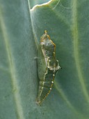 Large White Butterfly Chrysalis