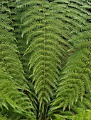 Tree Fern (Dicksonia antarctica)