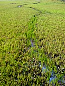 Purple Glasswort (Salicornia ramosissima)