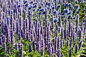 Agastache 'Blue Fortune'