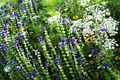 Ammi majus and Salvia viridis