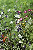 Mixed flowerbed in Summer