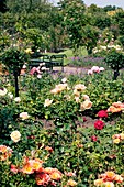 Rose Garden at RHS Wisley
