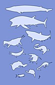 Prehistoric marine animals,scale diagram